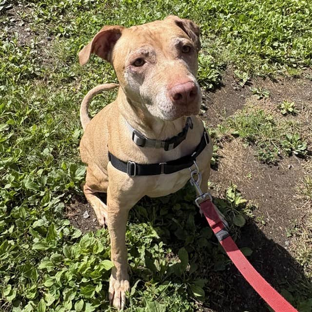 LUCILLE - Retrver Labradr mix available for adoption in Ontario