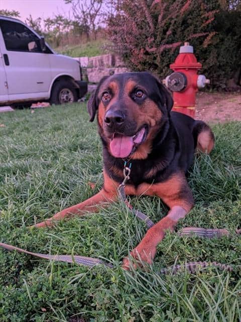 Jojo - German Shepherd Dog and Rottweiler available for adoption
