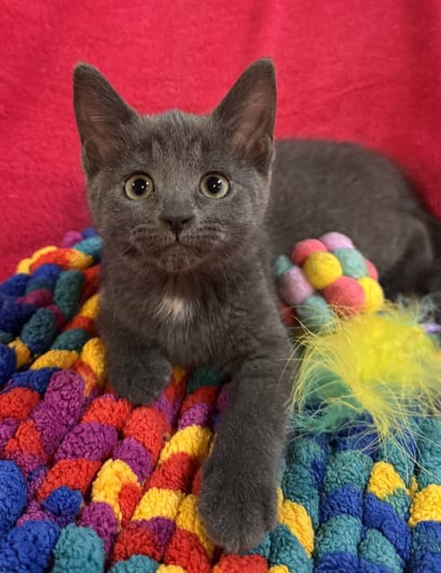 RIVER - Domestic Shorthair available for adoption