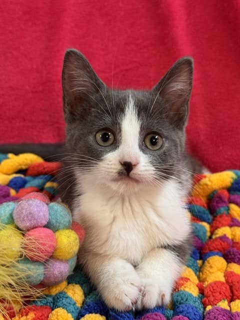 WHITNEY - Domestic Shorthair cat available for adoption at Ottawa Humane Society in Ottawa