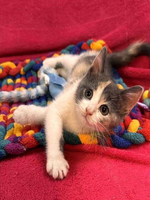 HUNTER - Domestic Shorthair available for adoption