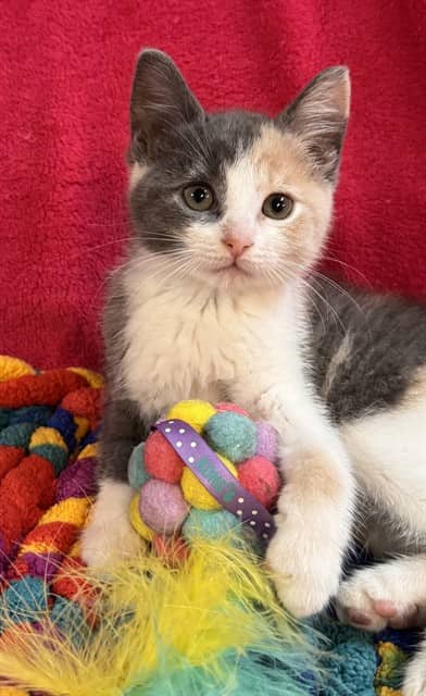 MADAWASKA - Domestic Shorthair available for adoption