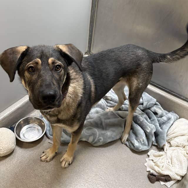 RIO - Siberian Husky mix available for adoption in Ontario
