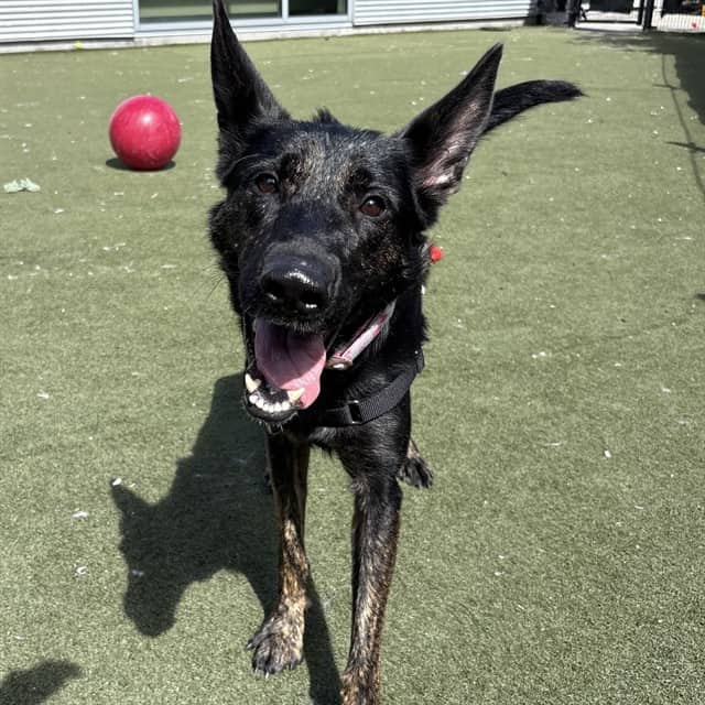 SARABI - Belgian Malinois mix available for adoption at Ottawa Humane Society in Ottawa