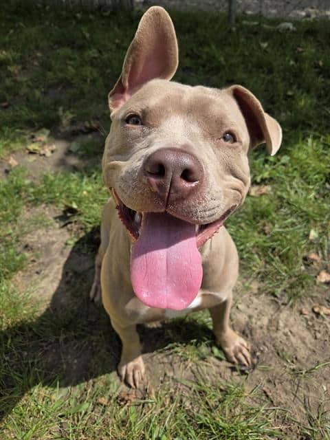 KIWI - American Bulldog mix available for adoption at City of Toronto Animal Services in Toronto