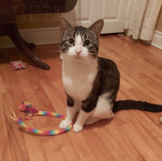 PABLO - Domestic Shorthair cat available for adoption at Ottawa Humane Society in Ottawa