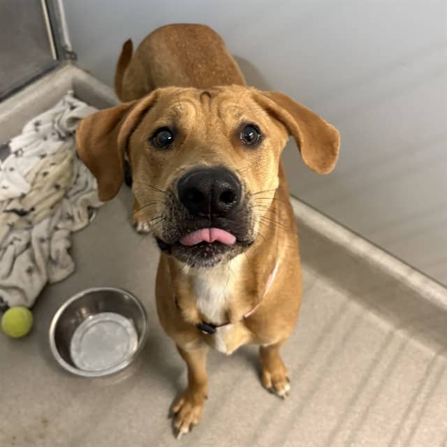 STAN - Retriever mix available for adoption