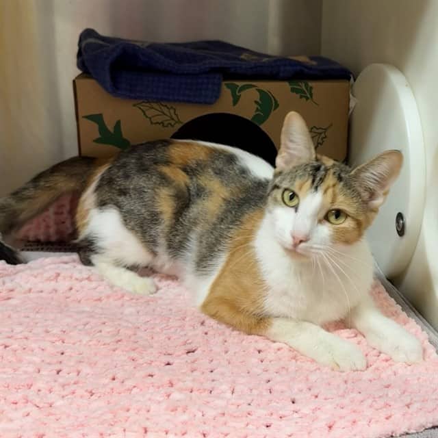 SUGAR POP - Domestic Shorthair cat available for adoption at Ottawa Humane Society in Ottawa