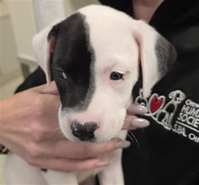 PETEY - American Bulldog available for adoption in Ontario