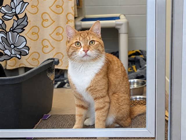 FELIX - Domestic Shorthair available for adoption