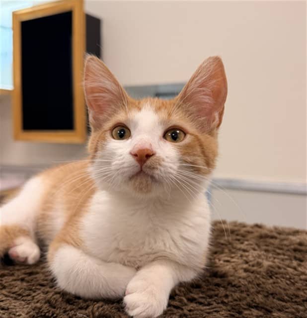 PUMPKIN - Domestic Shorthair available for adoption