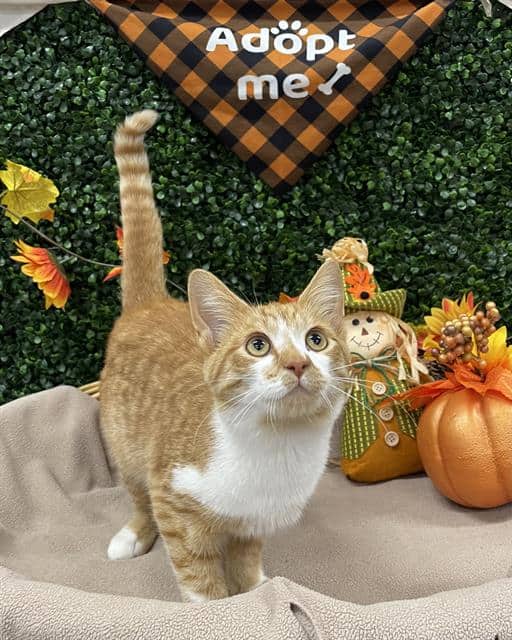 PANCAKE - Domestic Shorthair available for adoption