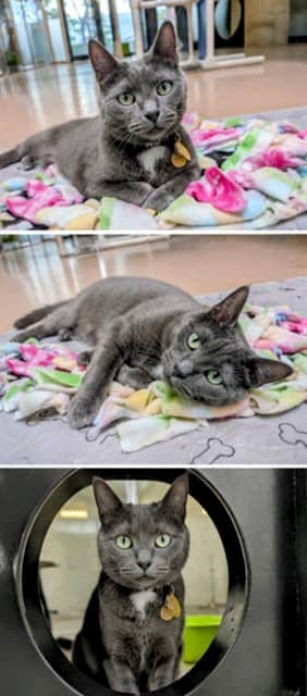 TICO - Domestic Shorthair cat available for adoption at City of Toronto Animal Services in Toronto