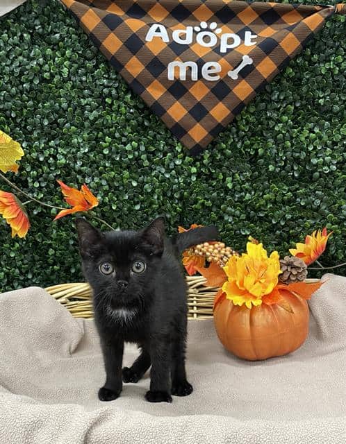 BISCUIT - Domestic Shorthair available for adoption