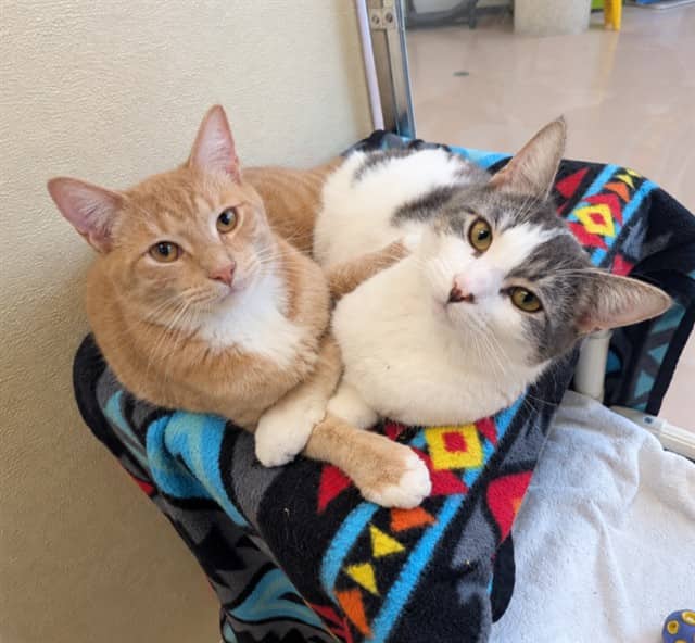BOBBIE - Domestic Shorthair available for adoption