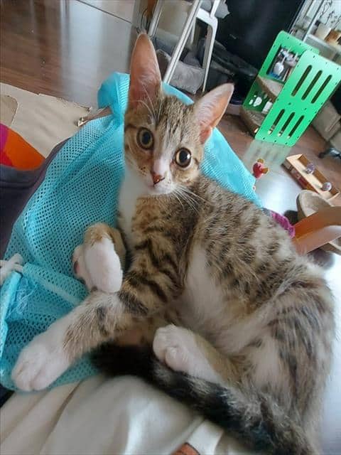 BUSY BEE - Domestic Shorthair cat available for adoption at City of Toronto Animal Services in Toronto