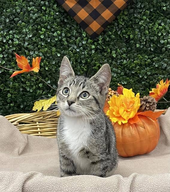 BACON - Domestic Shorthair cat available for adoption at Saskatoon Animal Control Agency in Saskatoon