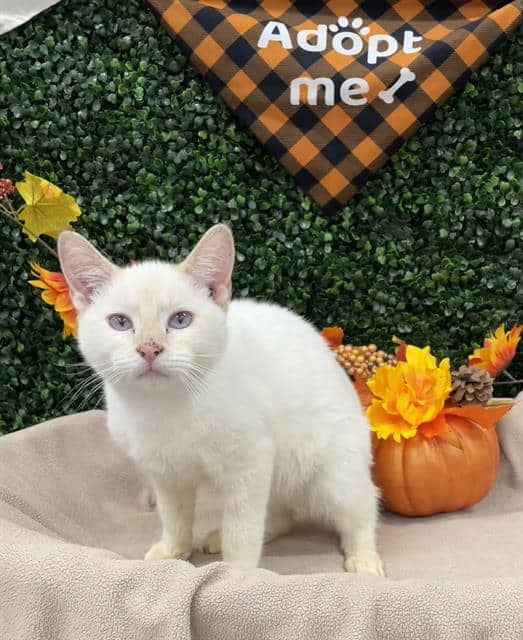 CRISS-CROSS APPLESAUCE - Siamese cat available for adoption in Saskatchewan