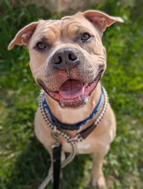 Buttons - American Bulldog mix available for adoption