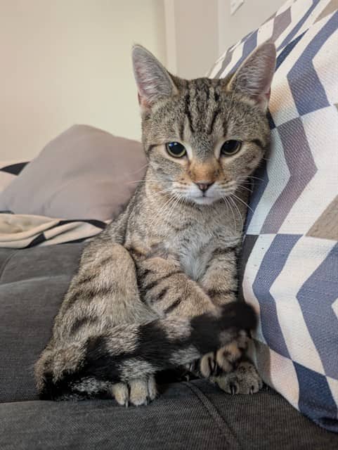 GRACIE - Domestic Shorthair cat available for adoption at Ottawa Humane Society in Ottawa