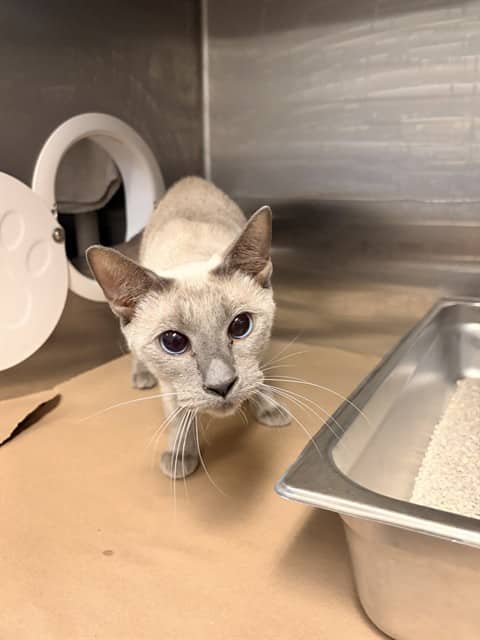 SIA - Siamese cat available for adoption at City of Toronto Animal Services in Toronto