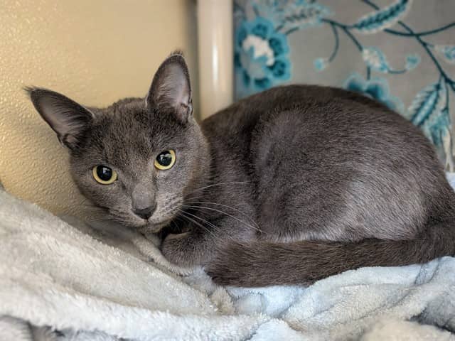 MOIRA - Domestic Shorthair cat available for adoption at City of Toronto Animal Services in Toronto