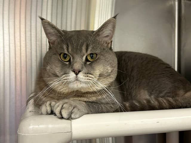 SUSHI - British Shorthair available for adoption