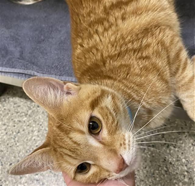 SUNNY - Domestic Shorthair cat available for adoption at Ottawa Humane Society in Ottawa