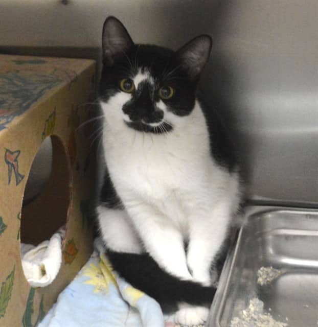ANNIE - Domestic Shorthair available for adoption