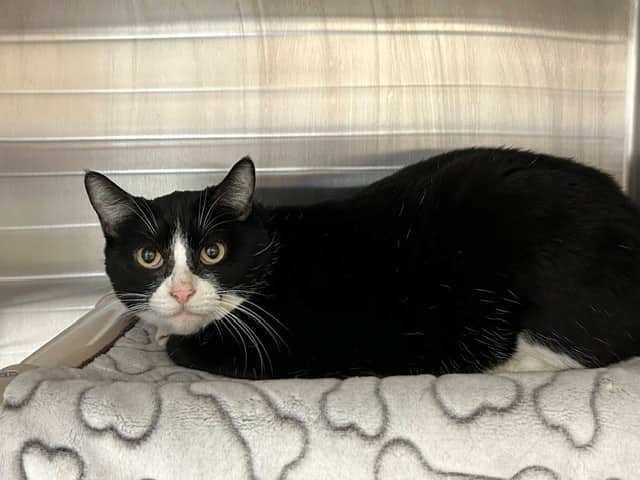 MIRIBELLE - Domestic Shorthair cat available for adoption at City of Toronto Animal Services in Toronto