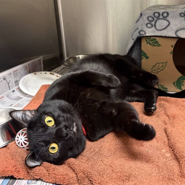 ROLAND - Domestic Shorthair cat available for adoption at Ottawa Humane Society in Ottawa