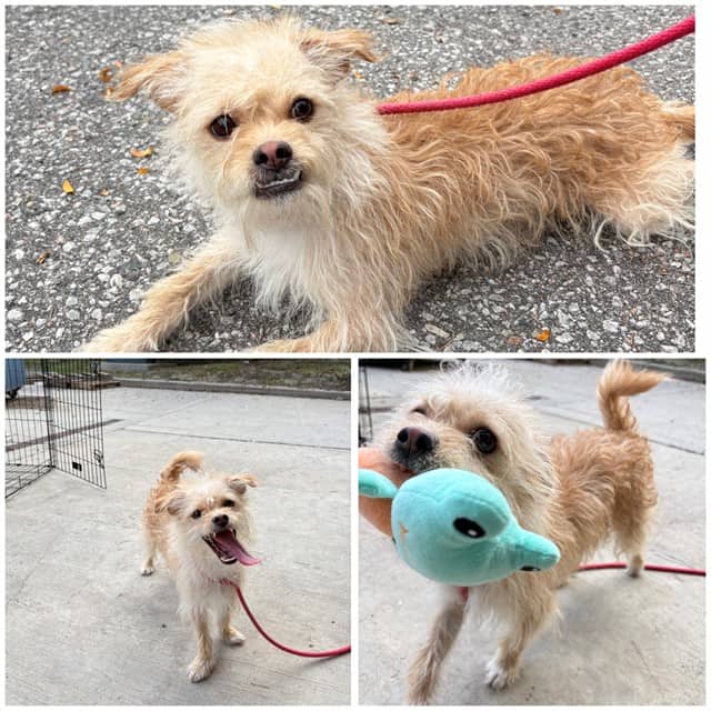LOUIE - Terrier and Chihuahua - Smooth Coated available for adoption at City of Toronto Animal Services in Toronto