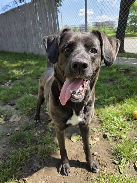 CATE - Labrador Retriever and Collie - Smooth available for adoption in Ontario