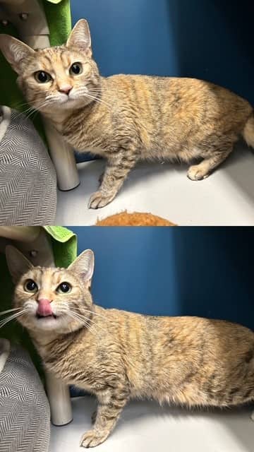 SPIRIT - Domestic Mediumhair cat available for adoption at City of Toronto Animal Services in Toronto