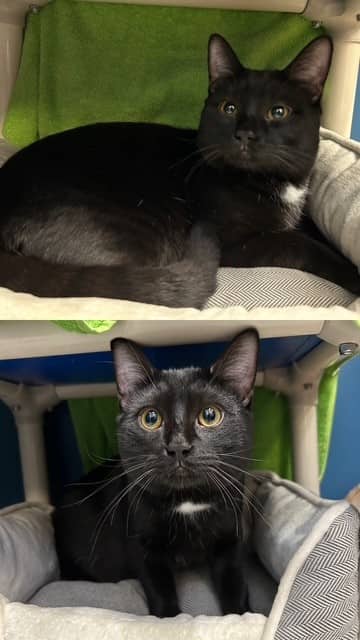OREO - Domestic Shorthair available for adoption