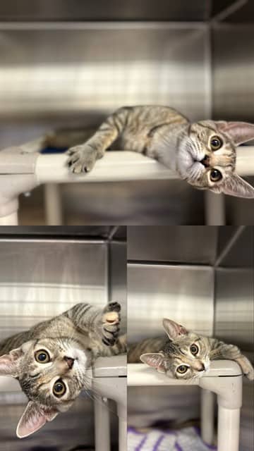 KEELEY - Domestic Shorthair available for adoption