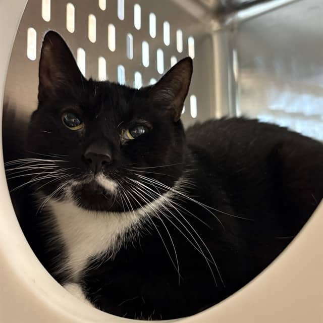 VIOLET - Domestic Shorthair cat available for adoption at Ottawa Humane Society in Ottawa