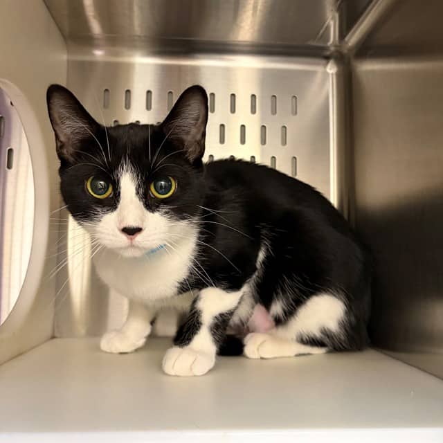 DOODLE - Domestic Shorthair available for adoption