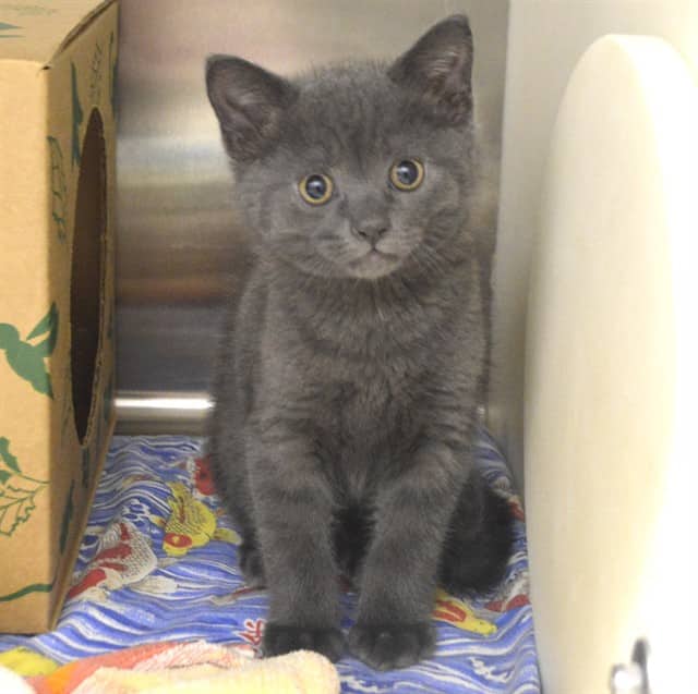DOS - Domestic Shorthair cat available for adoption at Ottawa Humane Society in Ottawa
