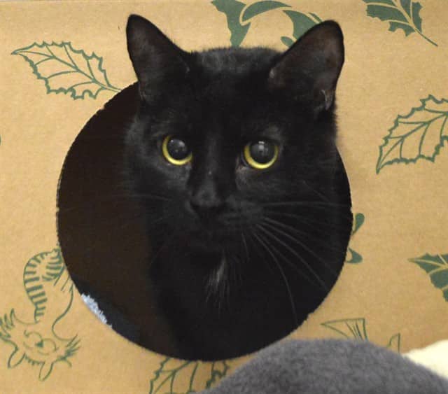 MISSY - Domestic Shorthair available for adoption