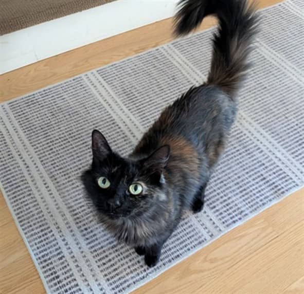 FIONA - Domestic Longhair cat available for adoption at Ottawa Humane Society in Ottawa