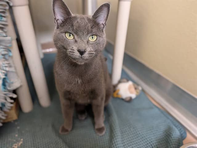 MOIRA - Domestic Shorthair available for adoption