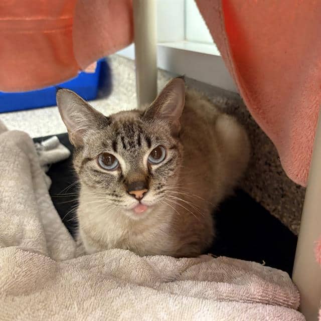 ANNABELLE - Siamese cat available for adoption at Ottawa Humane Society in Ottawa