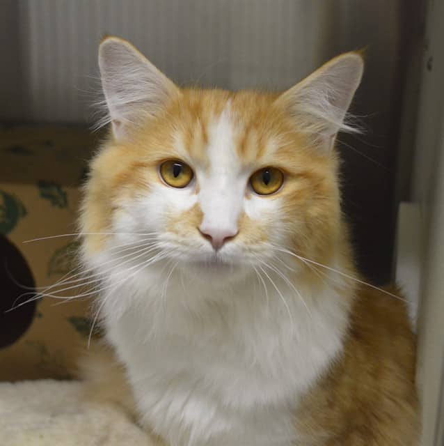 SCOTTY - Domestic Longhair available for adoption