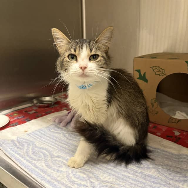 JOANNIE - Domestic Mediumhair cat available for adoption at Ottawa Humane Society in Ottawa