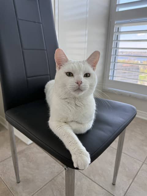 TARTAR SAUCE - Domestic Shorthair cat available for adoption at Ottawa Humane Society in Ottawa