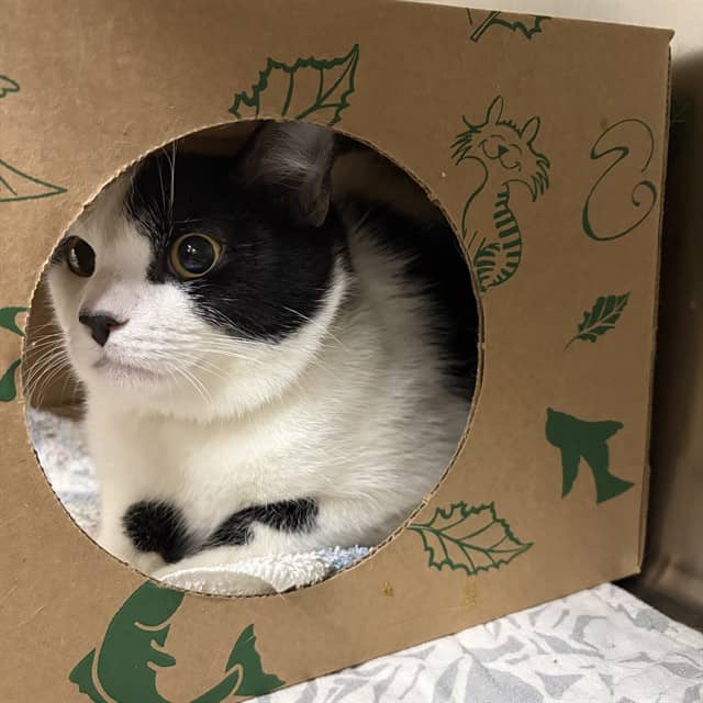 JUNIOR - Domestic Shorthair cat available for adoption at Ottawa Humane Society in Ottawa