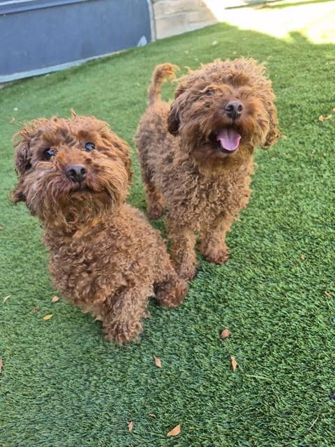 SKY - Poodle - Miniature available for adoption