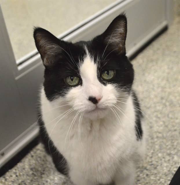 MONROE - Domestic Shorthair cat available for adoption at Ottawa Humane Society in Ottawa