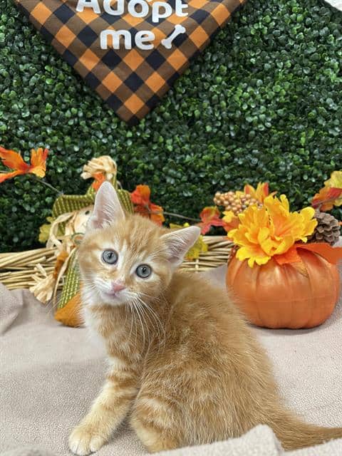 BIRDIE - Domestic Shorthair available for adoption